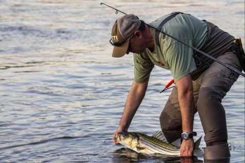 7 Lures for Schoolie Stripers