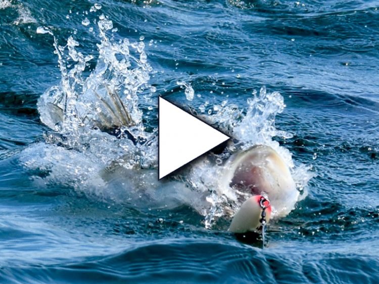 Striper on Topwater Lure