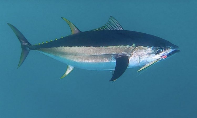 bluefin hooked on a Hogy jig