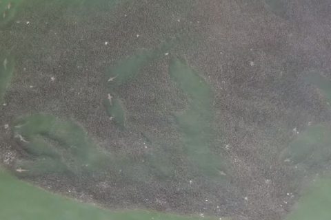 VIDEO: Shark “Warzone” off Long Island’s South Shore