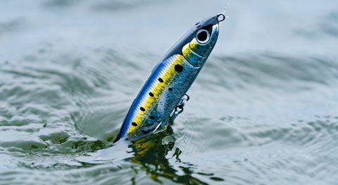 Shimano&rsquo;s New Topwater Striper Plug for Rough and Windy Days
