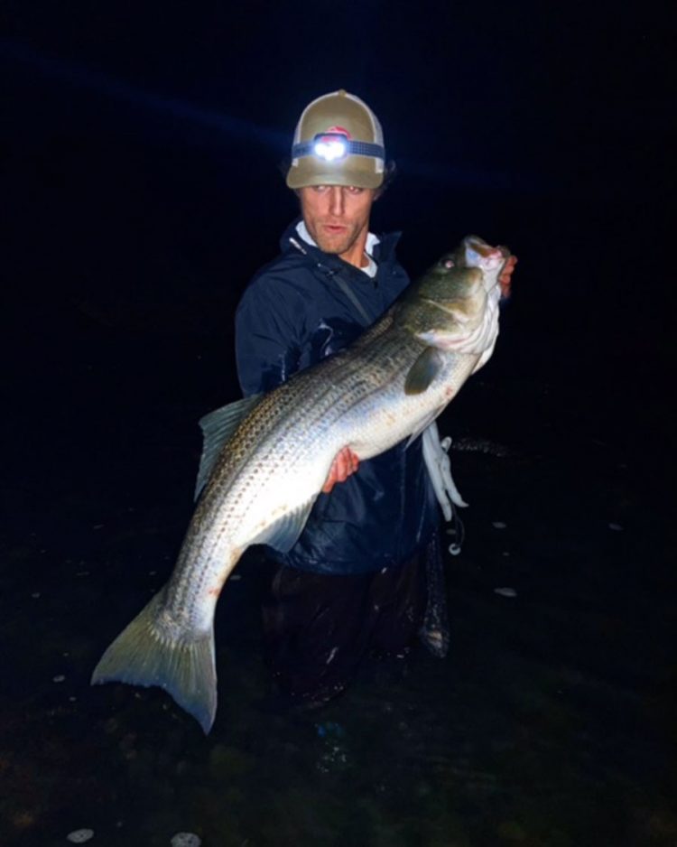 AMine striped bass