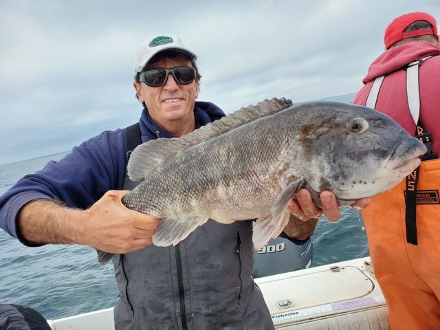 Little Sister Tautog