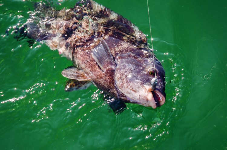 Tautog Jig