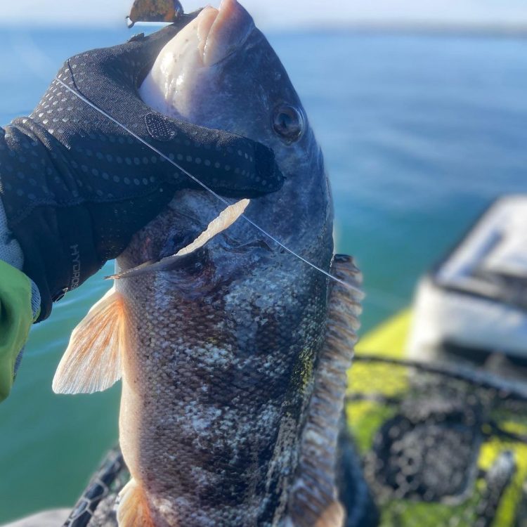 Dustin Stevens Tautog