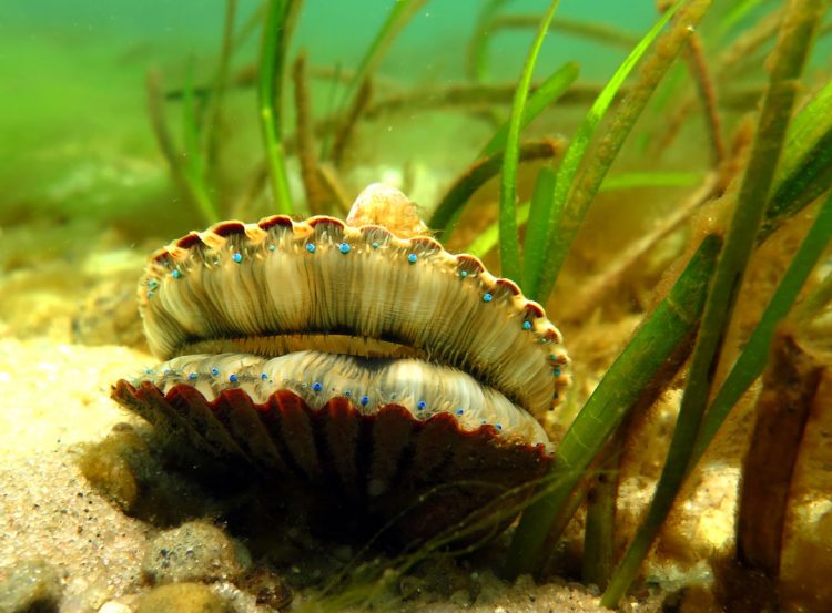 bay scallop