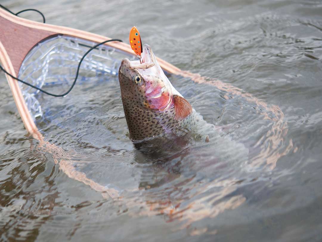 50ct Rainbow Trout 2" Stinger Shad Grubs - Soft Plastic Crappie Fishing Lures - USA Made