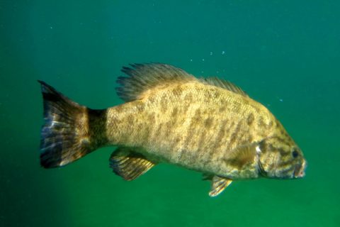 NYSDEC to Hold Fisheries Outreach Meeting