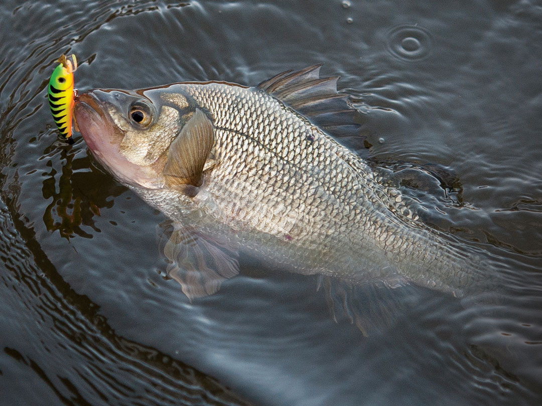 Catch White Perch All Winter in New Jersey - On The Water
