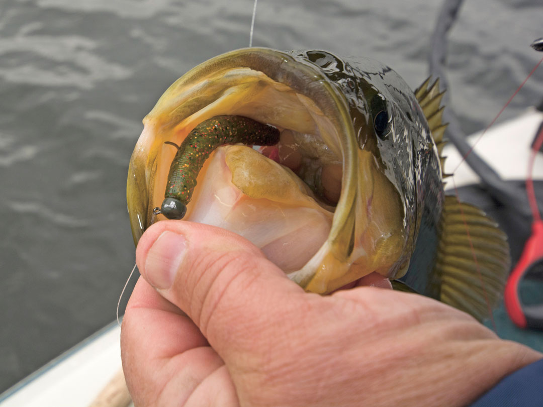 30 Esche Verme 'June Bug' 4" Da 6 Pollici Per Pesca Bass, Drop Shot, Ned Rig. Prodotte Negli USA Da All In Fishing Lures.