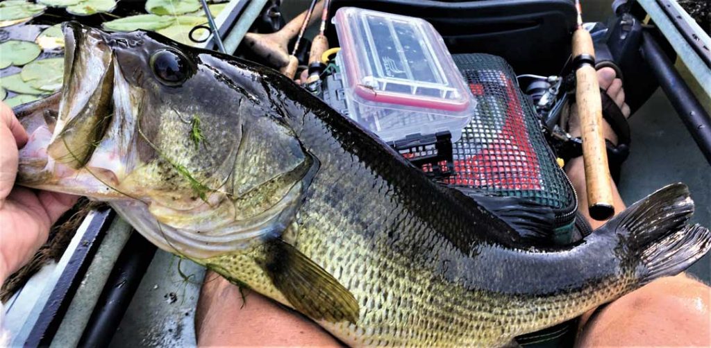 Long Island's Lunker Largemouth On The Water