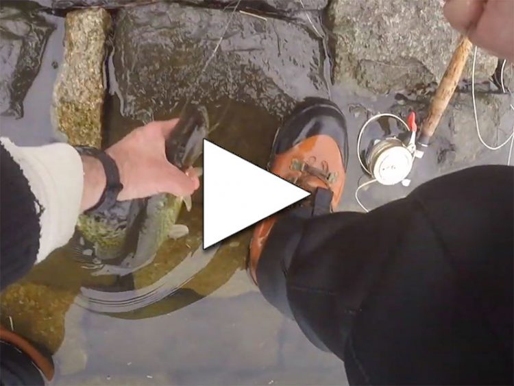 LI winter chain pickerel on the Fly