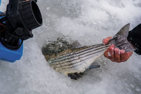 ice fishing striper release