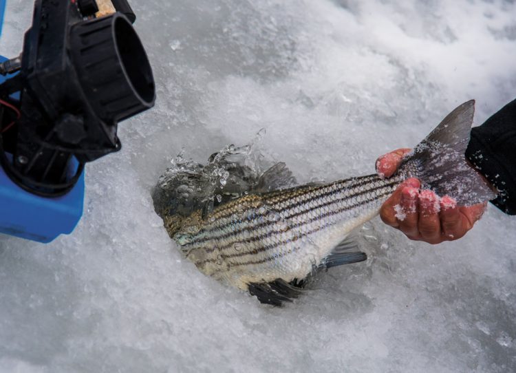ice fishing striper release