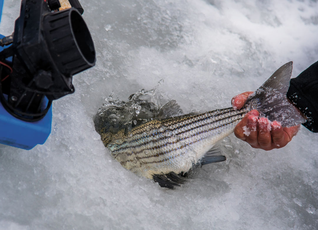 Stripers Through the Ice - On The Water
