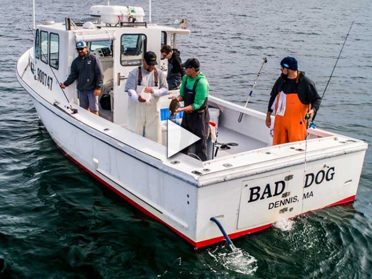 Cape Cod Winter Flounder