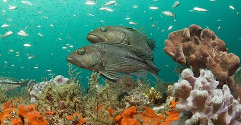 Keep America Fishing: Action Alert!