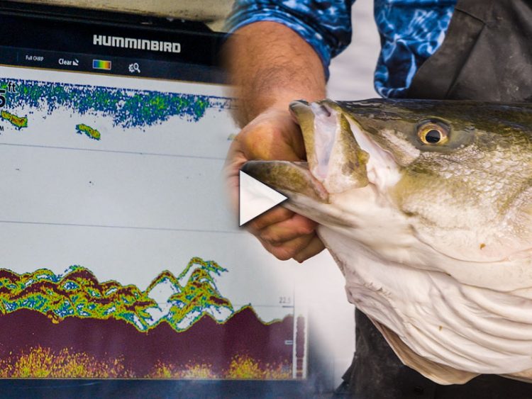 Newport Sportfishing Charters