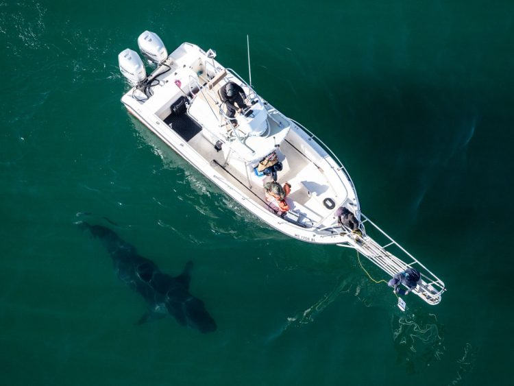 17-foot great white shark