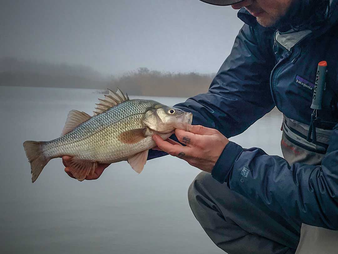 Legendary White Perch - On The Water