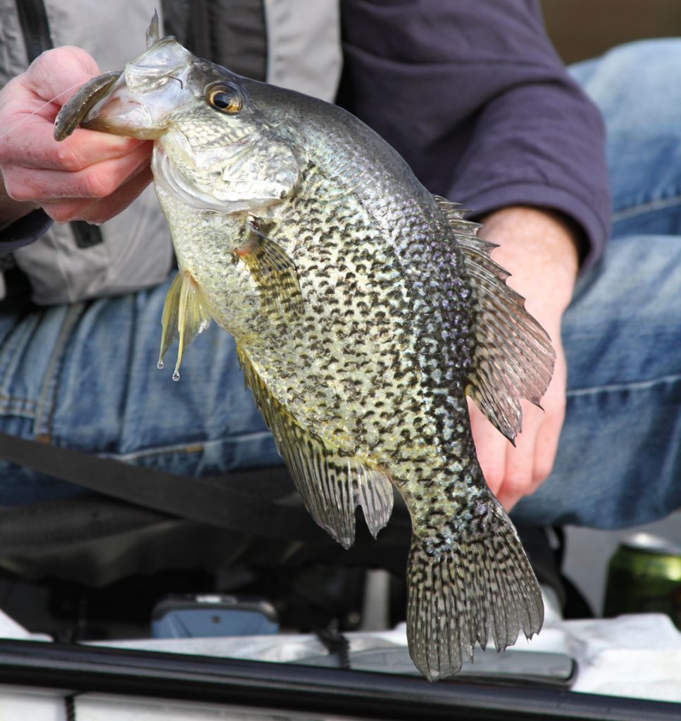 crappie outline
