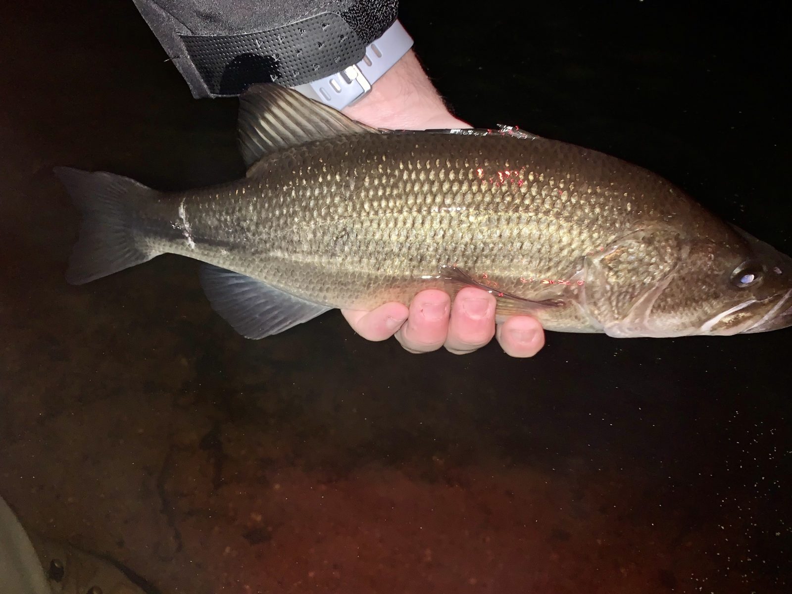 Rhode Island Fishing Reports