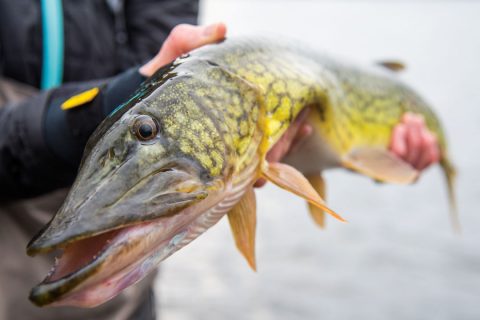 pickerel are at the top of the aquatic food chain