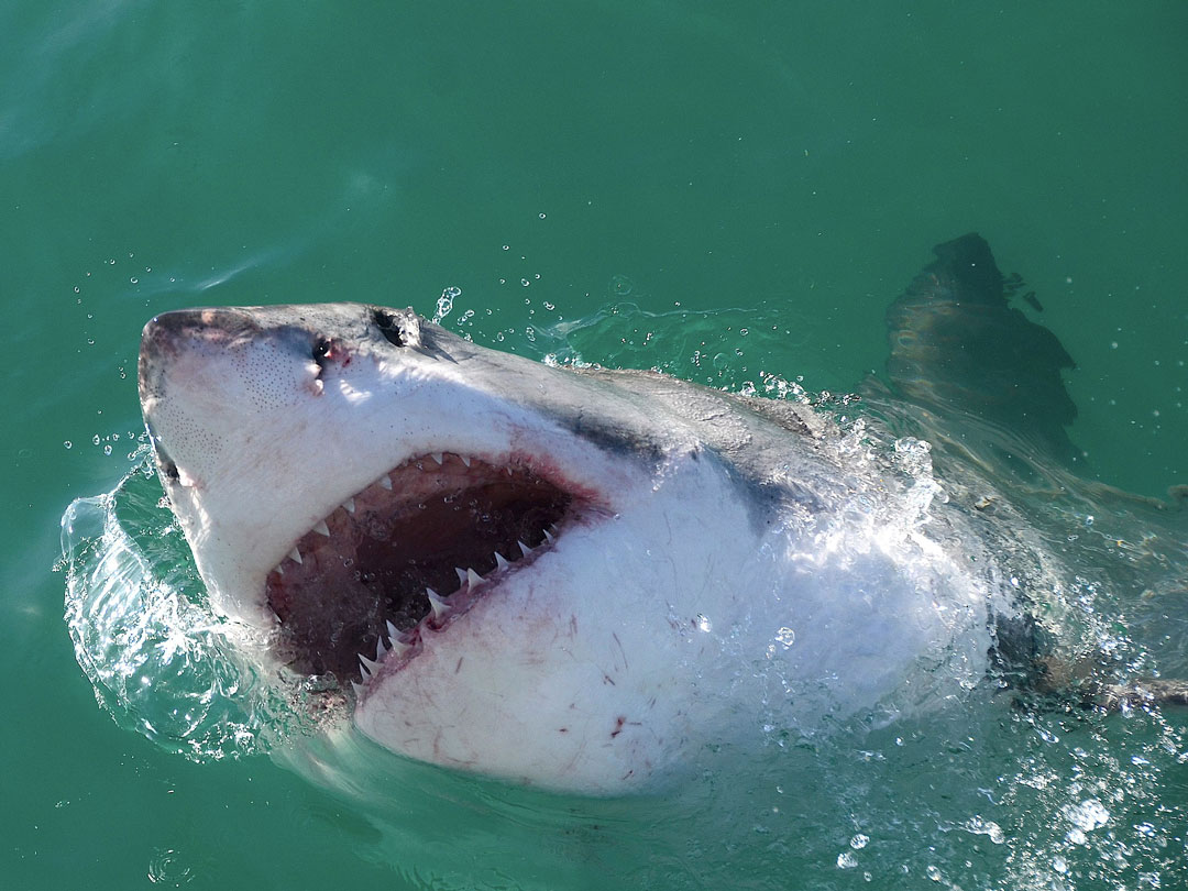 12-foot-long great white shark spotted off NJ shore