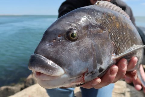 Try this Traditional Bait for Spring Tautog Fishing