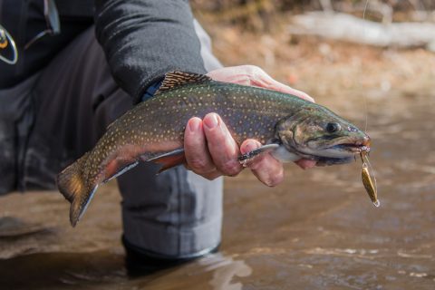 brook trout