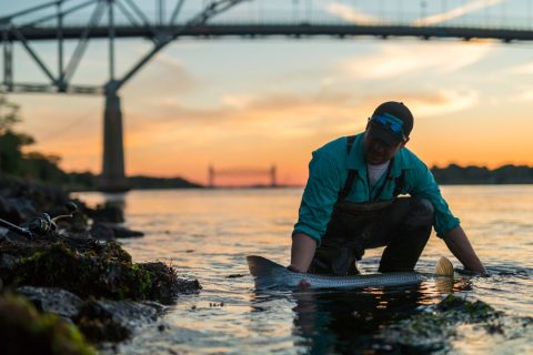 Cape Cod Canal sunset striper
