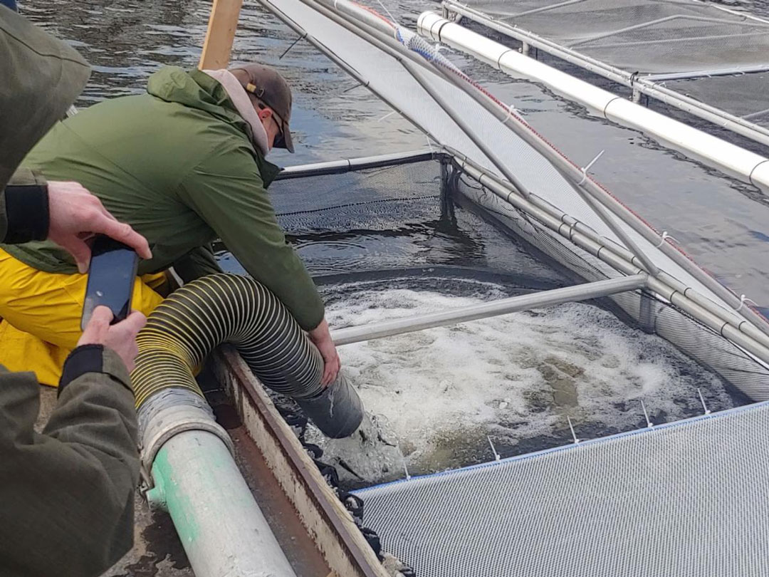 UNY Pen Rearing Project 2022: Fish Delivery