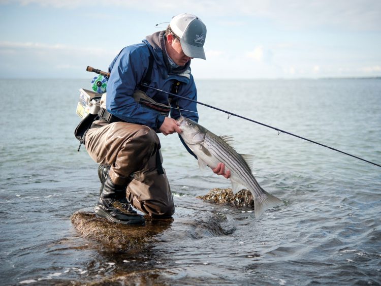 Cape schoolie caught on the fly
