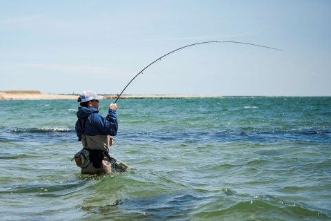 fly fishing for spring striped bass