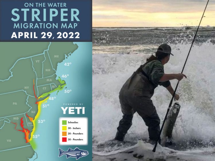 Striper Season Update