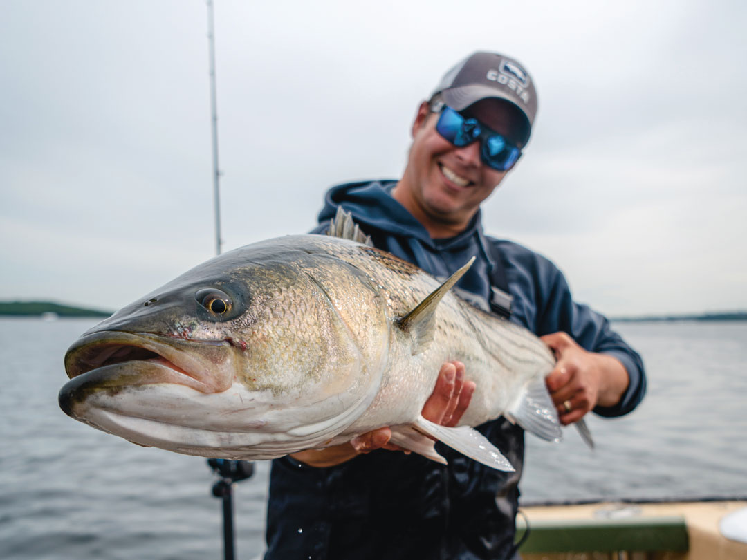 Fishing Guide Explains How To Catch Hybrid Striped Bass (Wipers)