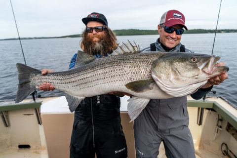 Narragansett Bay striped bass
