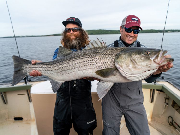 Narragansett Bay striped bass