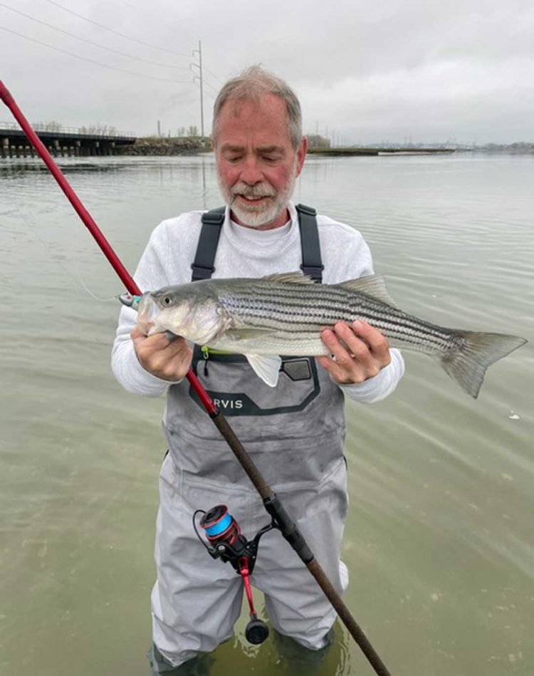 schoolie striped bass