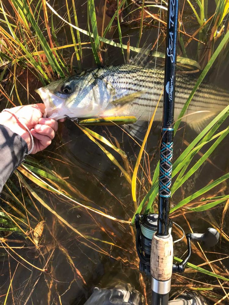 Topwater Tips for Backwater Stripers On The Water