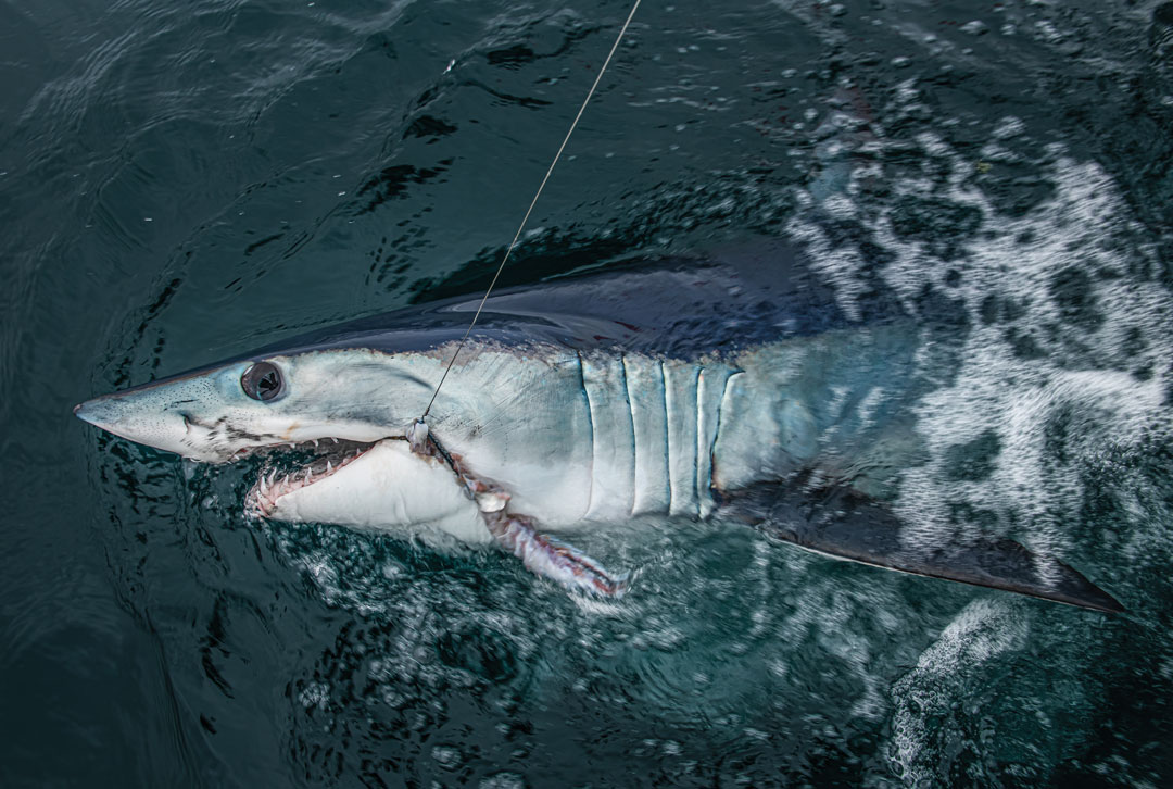 Northeast Inshore Shark Fishing Tips