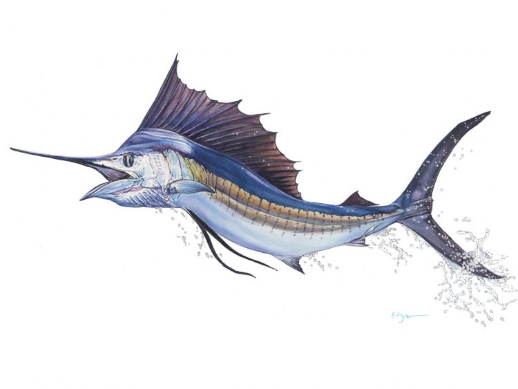 Tommy Bahama sailfish