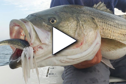 Striped Bass Cheat Codes with Captain Brian Coombs & Captain Vinny Simeone &ndash; OTW Podcast #5