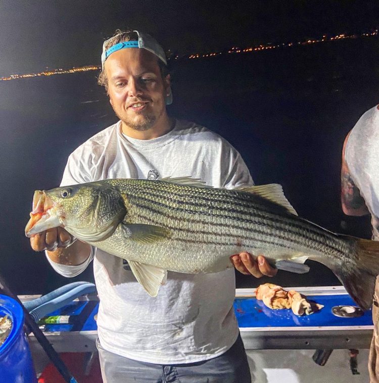 healthy New York striper