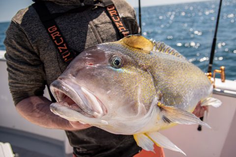 golden tilefish