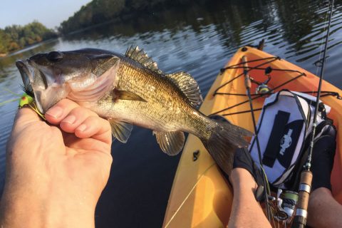 summer largemouth