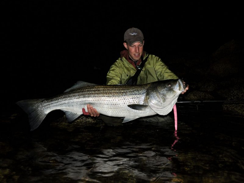 Targeting Striped Bass With Plastic Eels