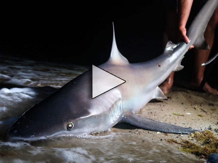 Sharks and Stripers in the Surf