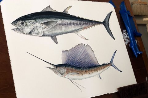 Jessi Fikan tuna and sailfish taped to art board