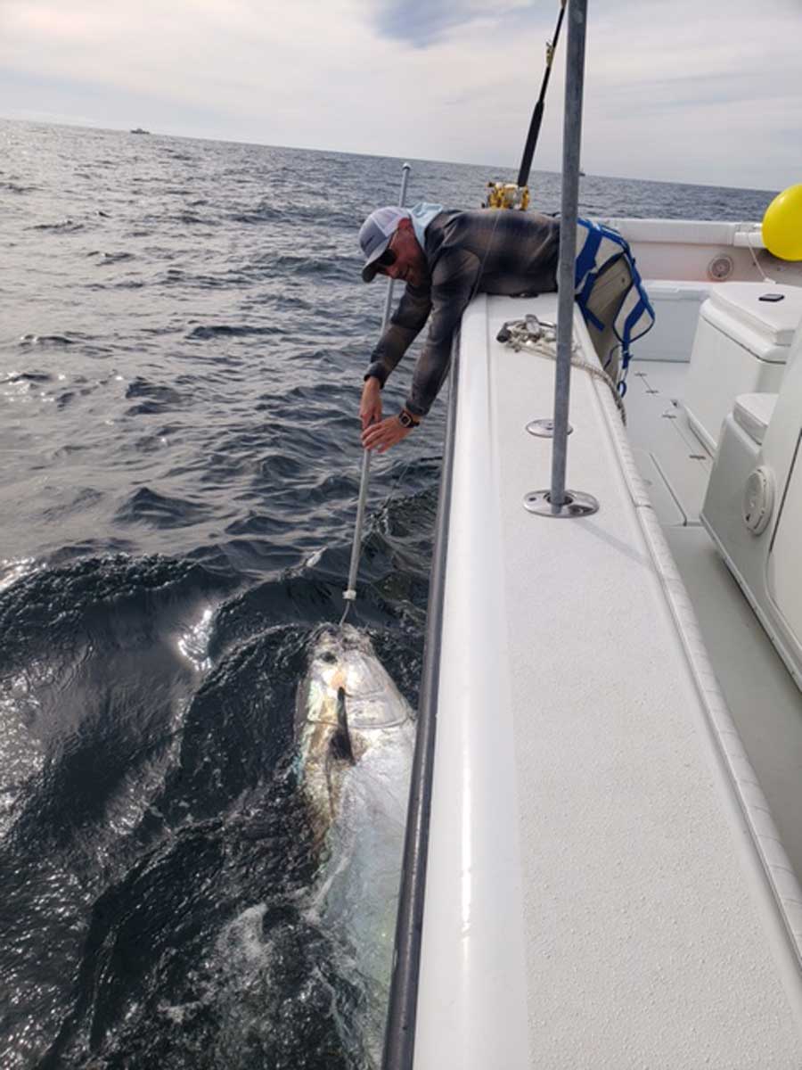venting a bluefin tuna 